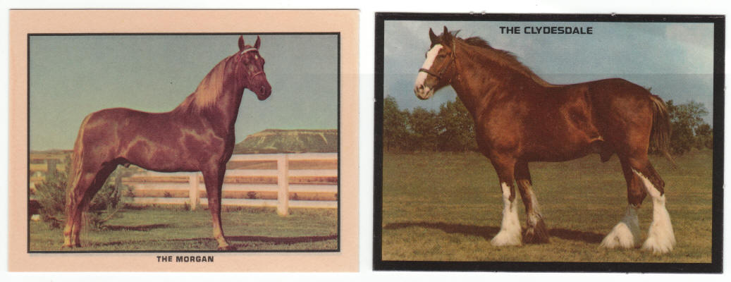 1976 1974 Kelloggs Sugar Pops Horse Trading Cards Cereal Premiums fronts