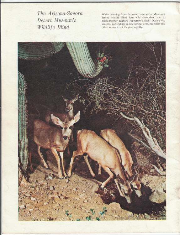 Arizona Sonora Desert Museum 1965 Guide back cover
