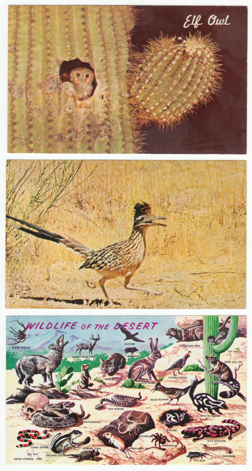 Arizona Sonora Desert Museum Post Cards