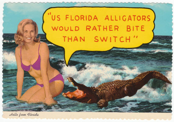 Hello From Florida Alligators Post Card