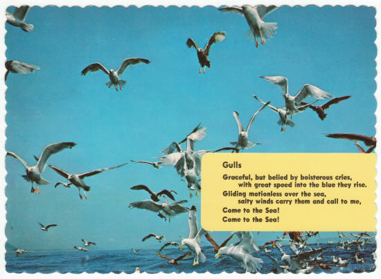 Gulls Poem Post Card