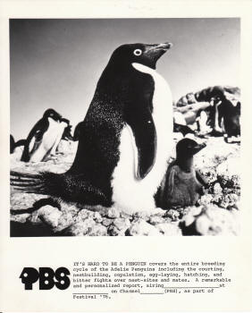 Its Hard To Be A Penguin PBS Still