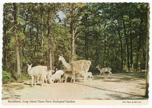 Long Island Game Farm Post Cards