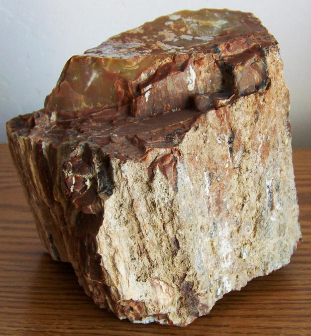 Arizona Rainbow Petrified Wood