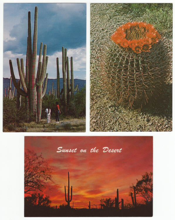 Saguaro National Monument Post Cards 1960s