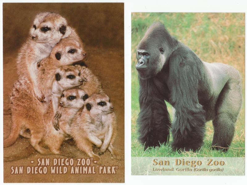 San Diego Zoo Post Card Lot
