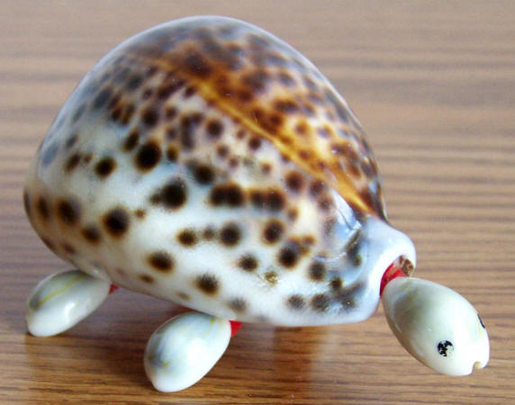 1970 Tiger Cowrie Sea Shell Turtle Souvenir